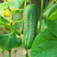 Cucumber Seeds for a fresh homegrown crop from the Cucumis patch urban garden