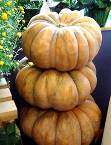 Seminole Pumpkin Seeds (Cucurbita moschata) for growers stocking the Garden