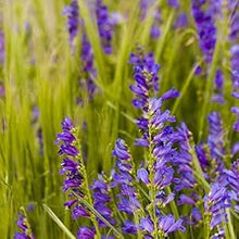 Penstemon Seeds (Penstemon spp.) for a bright addition to the Flower Bed & Garden