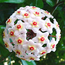 Hoya Seeds (Hoya carnosa) for a bright addition to the indoor pots and vertical garden planting