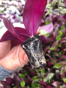 Tradescantia Spiderwort Mixed Seeds for a bright addition to the Garden