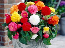 Mixed Begonia Seeds valued for colorful Bonsai Flower Blooms