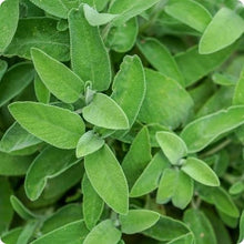 Green Sage Plants for cooks growing their own fresh herbs