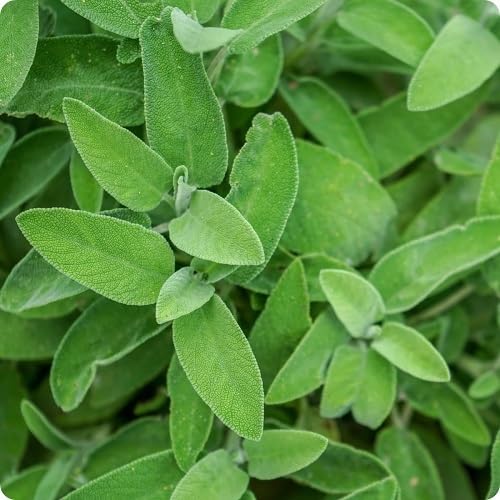 Green Sage Plants for cooks growing their own fresh herbs