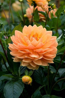 Dahlia Flower ��������� Dahlia spp. ��������� for planting in light orange garden