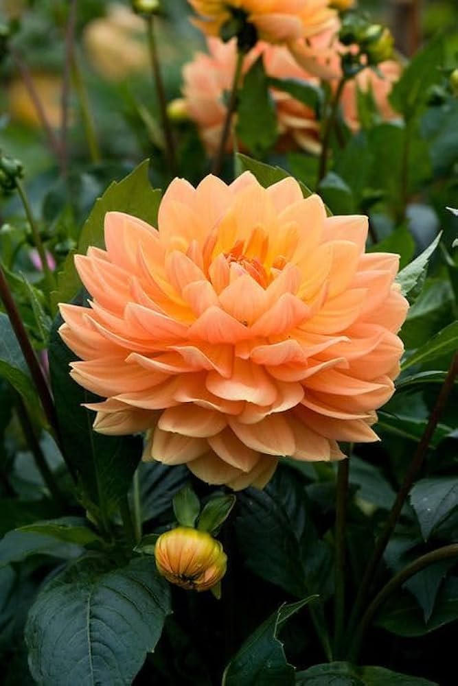 Dahlia Flower ��������� Dahlia spp. ��������� for planting in light orange garden