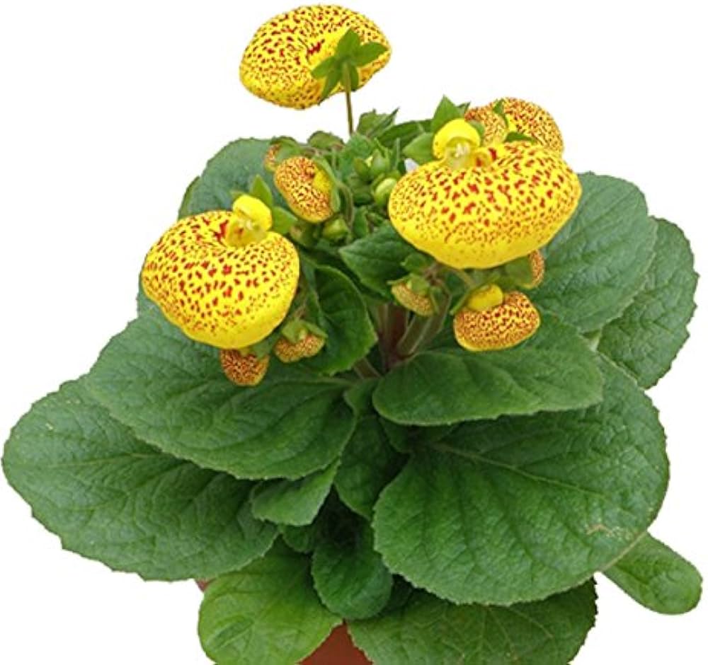 Pocketbook flower  Calceolaria herbeohybrida  balcony seed