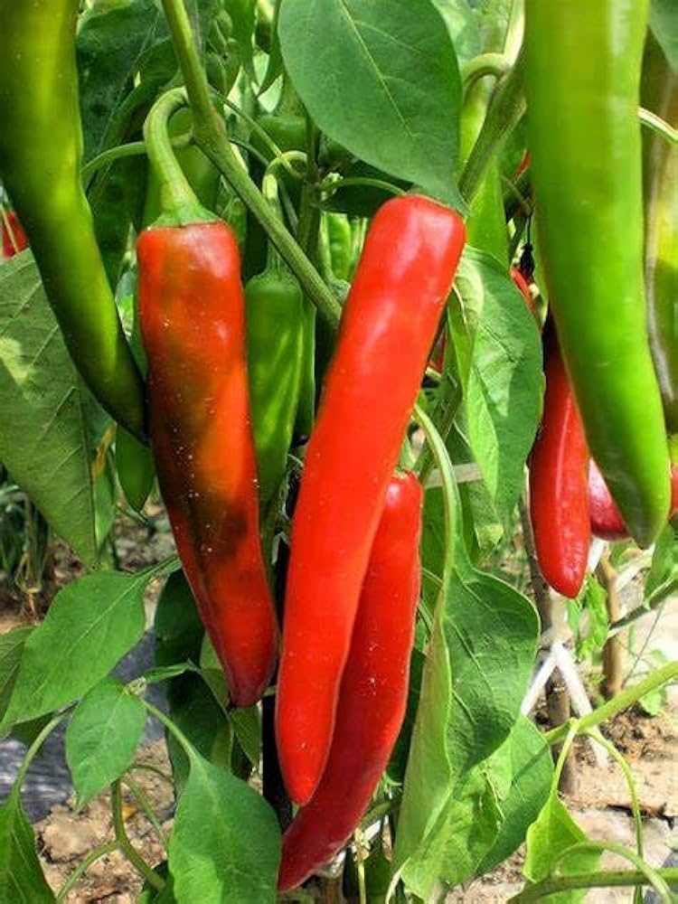 Anaheim Pepper – Capsicum annuum – for planting in vegetable gardens