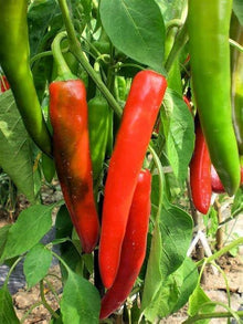 Anaheim Pepper – Capsicum annuum – for planting in vegetable gardens