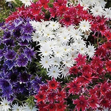 Mixed Pink Seeds for a bright addition to the Flower Bed & Garden