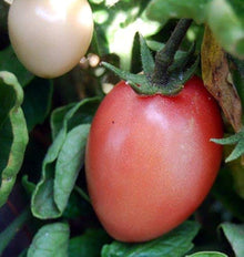 Thai Pink Egg Tomato Seeds for a reliable harvest in the Your Garden