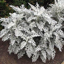 Dusty Miller Cineraria Maritima Silverdust Seeds for seasonal color across the Garden Containers