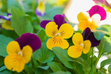 Pansy Dynamite Red Yellow Seeds grown for colorful Spring Flowers