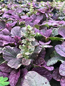 Ajuga Seeds (Ajuga reptans) for a bright addition to the Flower Bed & Ground Cover