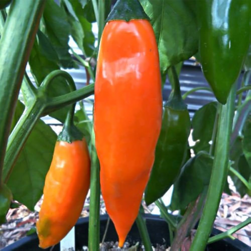 Gelb - Salsa for planting in home garden