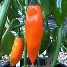 Gelb - Salsa for planting in home garden