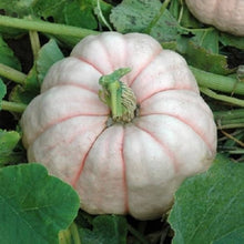 Pink Pumpkin Vegetable Seeds