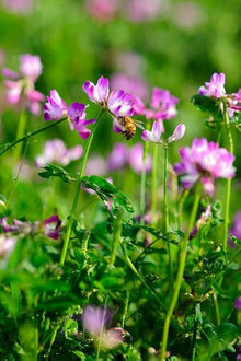 Chinese Milkvetch Seeds (Astragalus sinicus) for seasonal color across the Medicinal Herb Garden or Flower Border