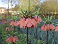 Crown Imperial Fritillaria Fritillaria imperialis for planting in flower bed