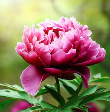 Peony Seeds (Paeonia spp.) for colorful blooms in the Flower Bed & Home Garden