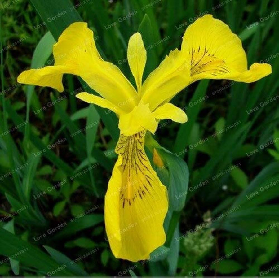 Iris Iris germanica flower seeds for planting in backyard garden or home flower beds - for planting in home garden