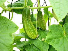 Asian Cucumber Seeds for a fresh homegrown crop from the Bonsai & Vegetable Garden