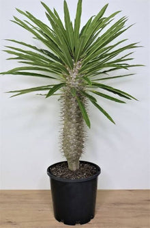 Buddha Belly Plant Seeds (Pachypodium lamerei) for seasonal color across the Home Garden