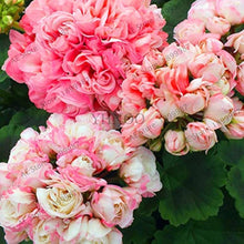 Geranium Seeds for gardeners building out beds and borders
