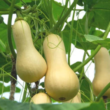 Butternut Squash Seeds for a productive addition to the vegetable patch