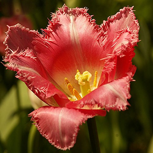 Exotic White Purple Tulips seeds for outdoor bonsai garden planting