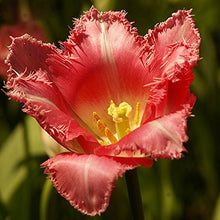 Exotic White Purple Tulips seeds for outdoor bonsai garden planting