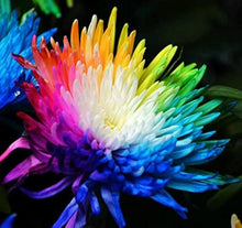 Rainbow Daisy Chrysanthemum Morifolium Seeds for reliable seasonal color