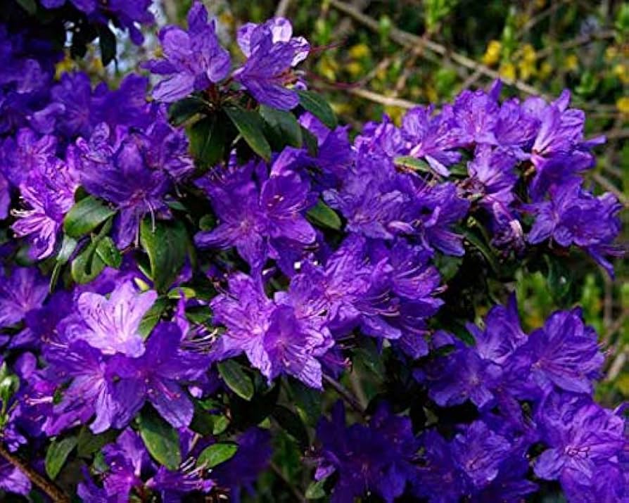 Rhododendron Azalea ��������� Rhododendron spp. ��������� for planting in green garden