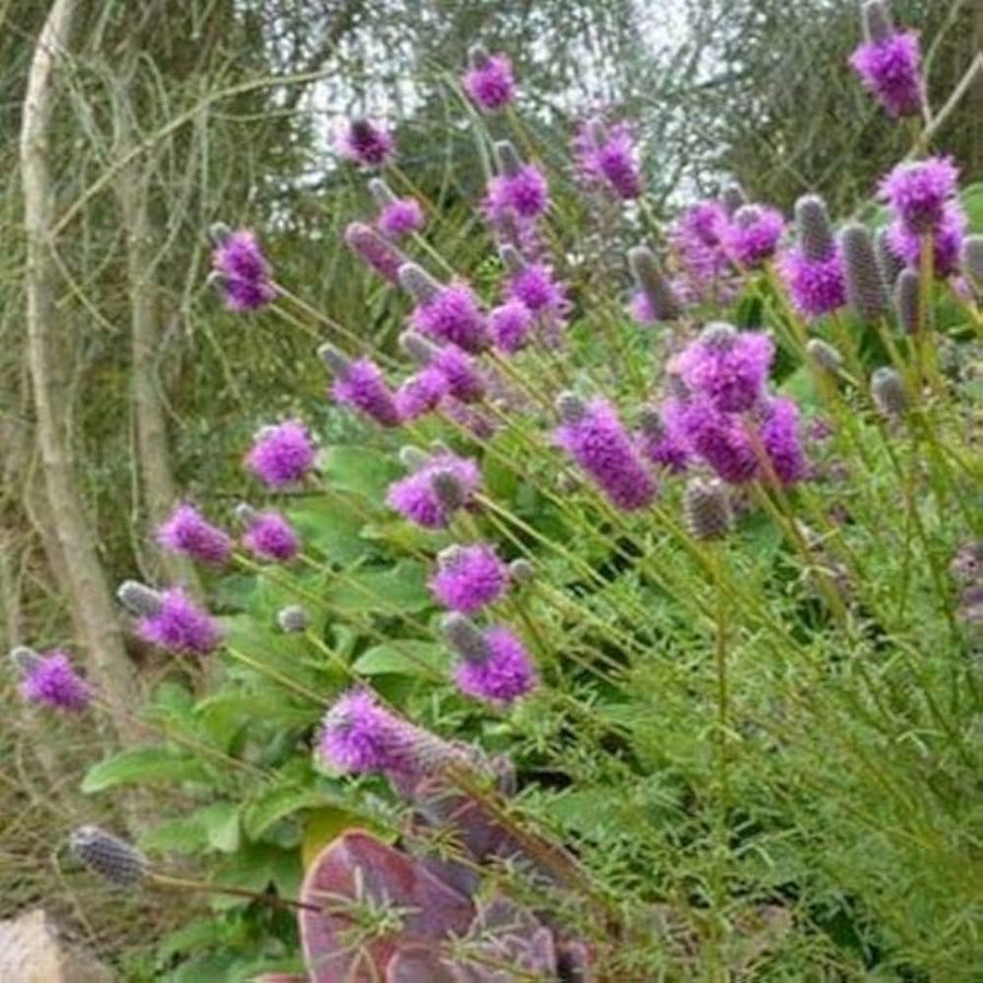 Light Purple Prairie Clover (Dalea Purpurea Seeds for growers seeking a long-blooming display
