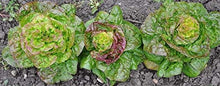 Lettuce Prizehead Blattsalat Seeds known for organic Gardening, Salad Greens