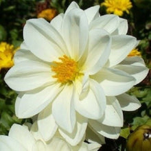 Improved Mignon Mixed Flower Seeds