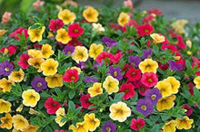 Light Green Petunia Seeds for a lasting addition to the Color Options, Bonsai, Balcony Garden