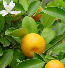 Calamondin Seeds (Citrus microcarpa) for a bright addition to the Home Garden