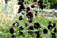 Happy Lights Mallow Seeds for seasonal color across the Garden Landscaping