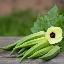 Giant Okra Seeds for productive rows in the Southern Garden