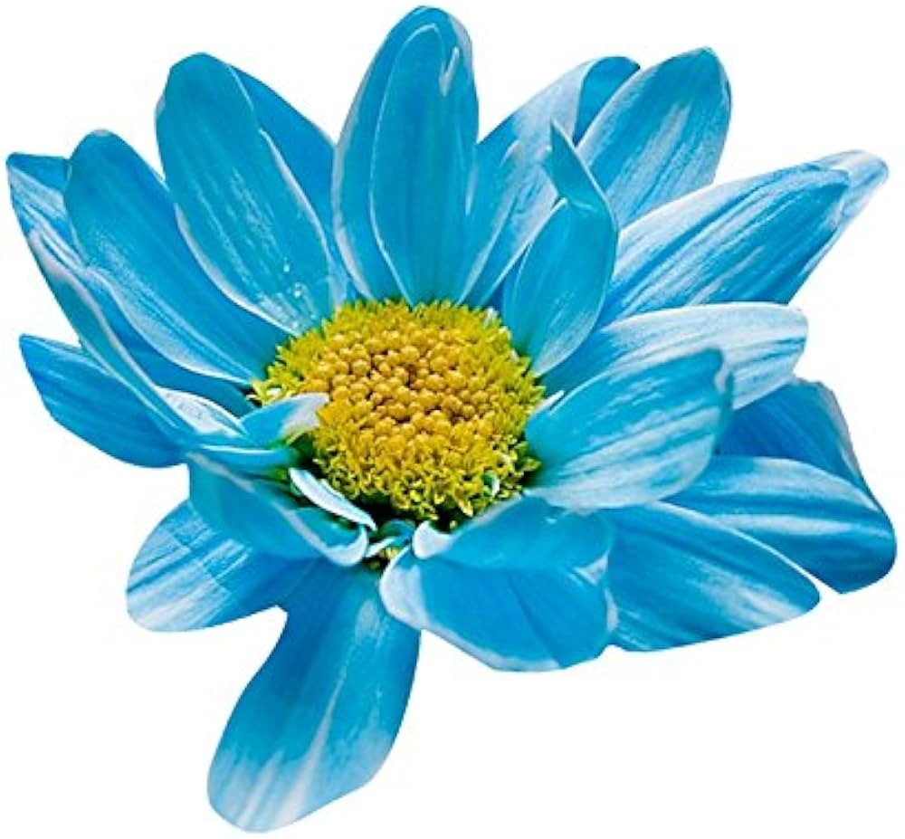 Chrysanthemum Flower ��������� Chrysanthemum spp. ��������� for planting in sky blue garden
