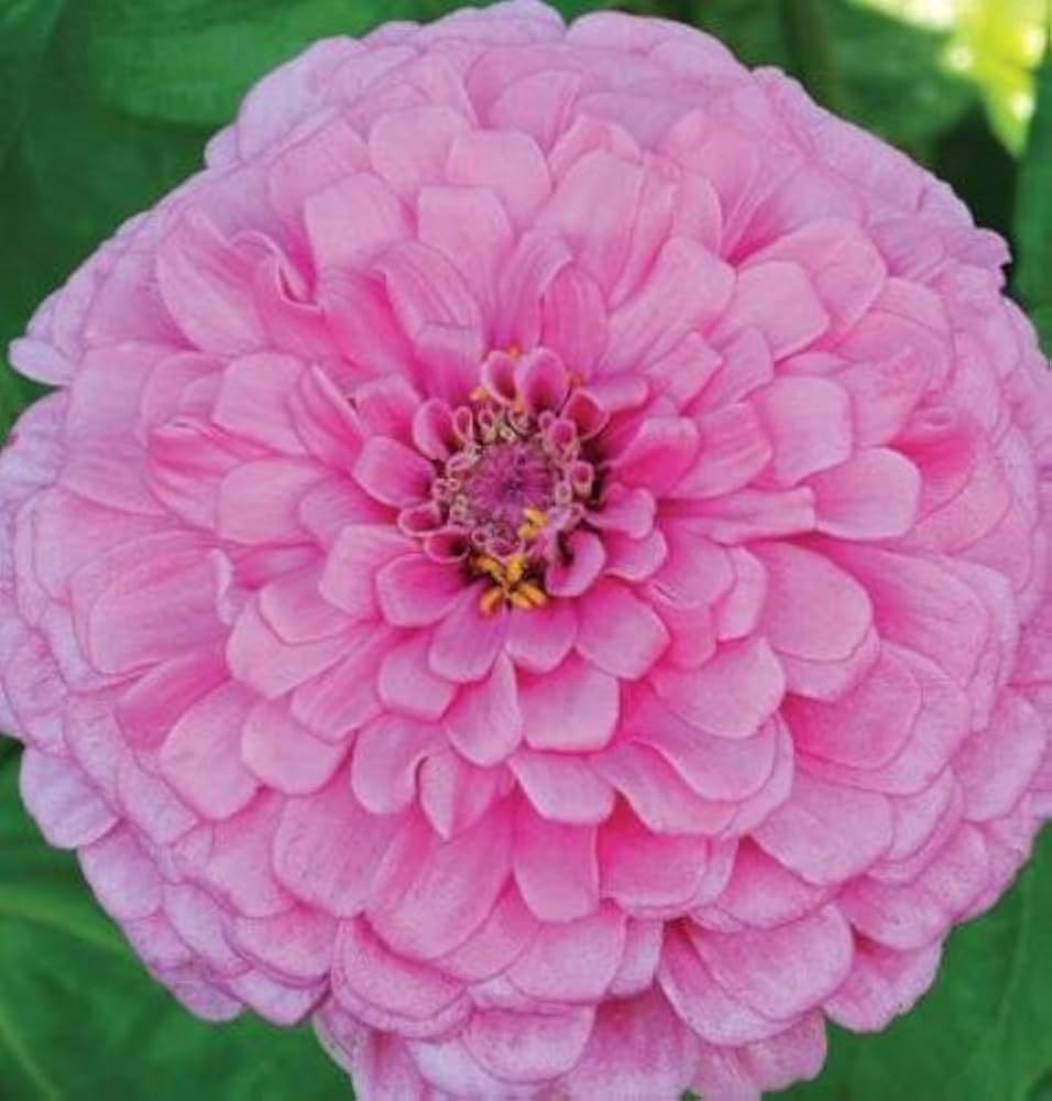Zinnia Zinnia Elegans Bright Giant Flower Seeds for Planting – Perfect for Large Flower Beds and Seasonal Displays