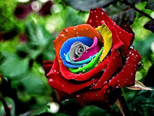 Rainbow Rose Mixed Colors Rare Seeds for growers seeking a long-blooming display
