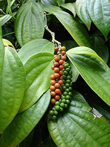Black Hawk Ornamental Pepper Seeds for home growers seeking a reliable harvest