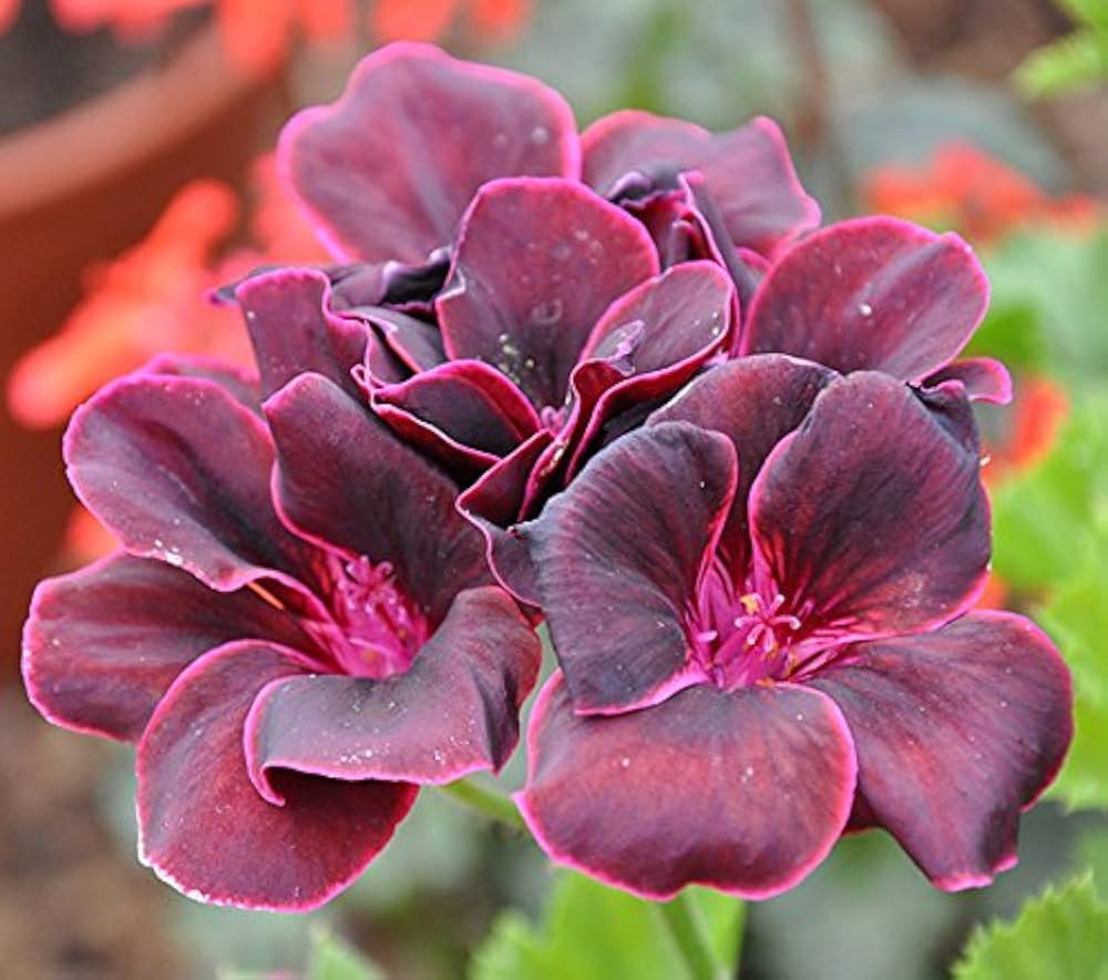 Red geranium  Pelargonium hortorum  bedding plant seed
