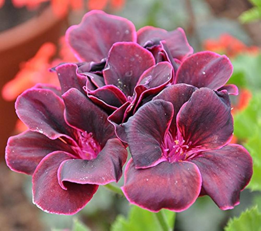 Red geranium  Pelargonium hortorum  bedding plant seed