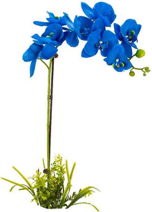 Orchid Vanda Hybrid Rainbow Seeds prized for decorative Indoor Hanging Displays