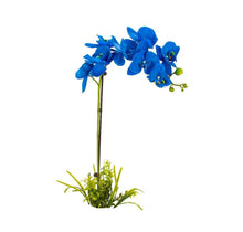 Blue Orchid Seeds (Vanda coerulea) for seasonal color across the exotic indoor gardening and tropical pot planting