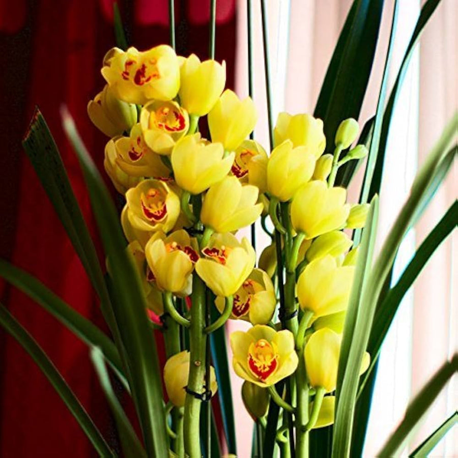 Yellow Hybrid Cymbidium Orchid Seeds for a colorful addition to any planting