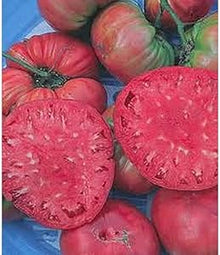 Giant Belgium Pink Tomato Seeds for growers stocking a kitchen garden